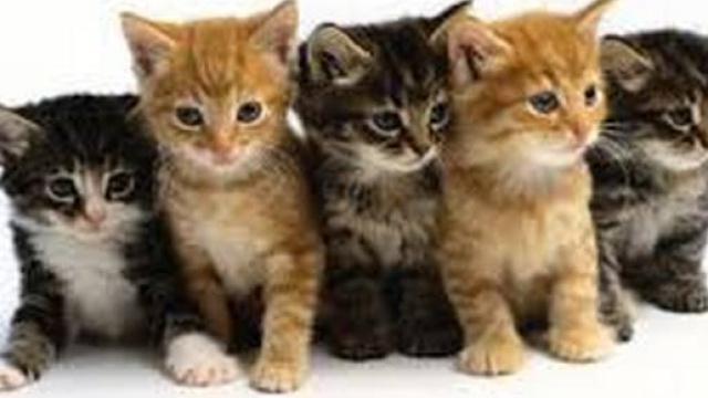 Dolce gruppetto di amici a quattro zampe.