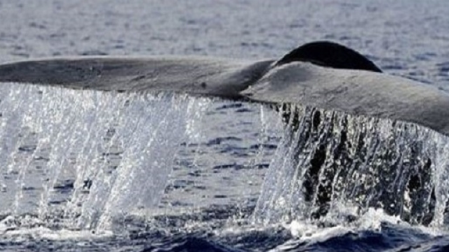 La balena blu è il più grande animale della terra