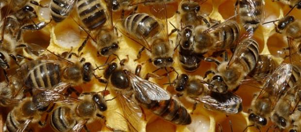 ¿Cuántas abejas utilizaría para su estudio? ¿Cuántas abejas utilizaría para su estudio?