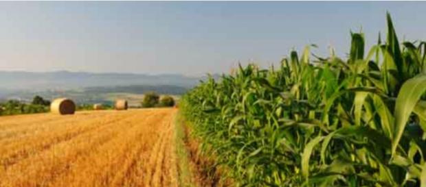 Foto di gaiacalabria.it sull'agricoltura. Foto di gaiacalabria.it sull'agricoltura.