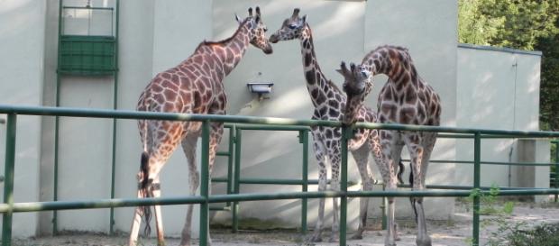 Żyrafy z łódzkiego ZOO. Fot. K.Krzak Żyrafy z łódzkiego ZOO. Fot. K.Krzak