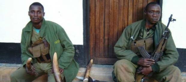 Cazadores furtivos de marfil (Rwanda) Cazadores furtivos de marfil (Rwanda)
