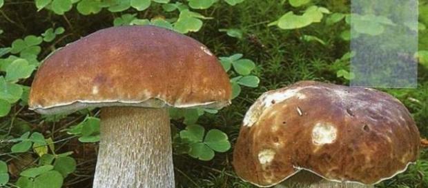 Najszlachetniejsze gatunki grzybów Najszlachetniejsze gatunki grzybów
