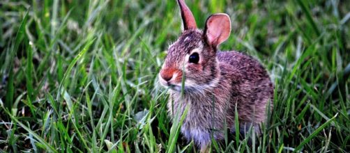 Conigli morti soffocati: petizione online