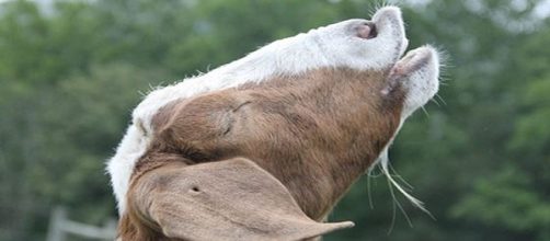 Maddie intona l'inno alla libertà