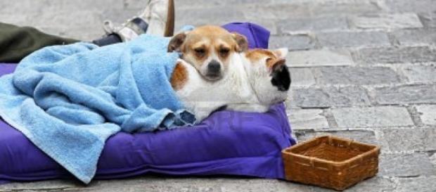 Dogalize: Cagnolina rubata e colorata di nero Dogalize: Cagnolina rubata e colorata di nero