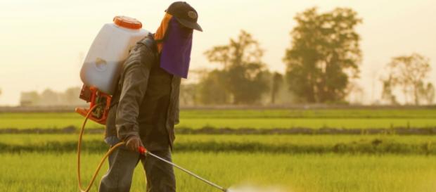El peligro de los pesticidas en la sociedad El peligro de los pesticidas en la sociedad