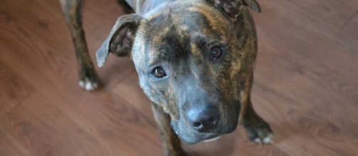 Un cane Staffordshire Bull Terrier, come Frankie