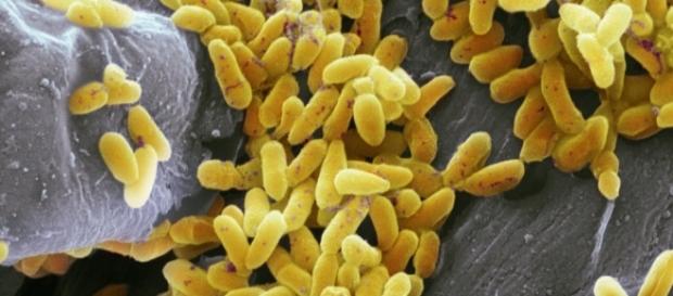 Pseudomonas aeruginosa, bacterias de los móviles Pseudomonas aeruginosa, bacterias de los móviles