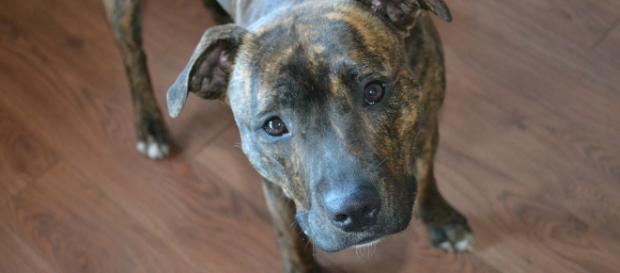 Un cane Staffordshire Bull Terrier, come Frankie Un cane Staffordshire Bull Terrier, come Frankie