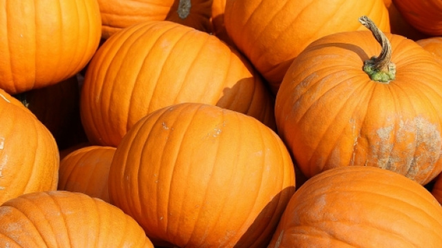 L'autunno &egrave; la stagione delle zucche