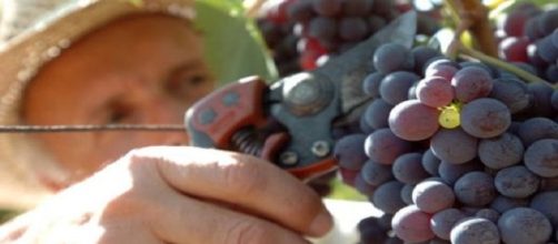 multato perché vendemmia con amici