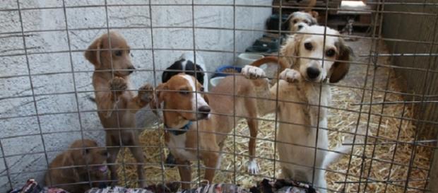 Wetnose Day helps vulnerable animals Wetnose Day helps vulnerable animals