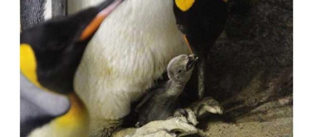 Baby and mother penguin are doing very well Baby and mother penguin are doing very well