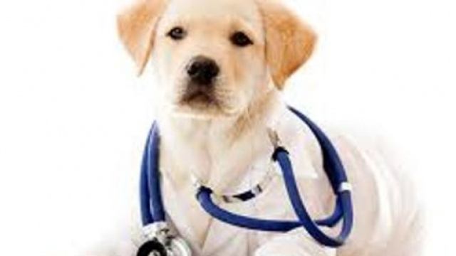 Cani dottore diagnosticano il tumore alla prostata