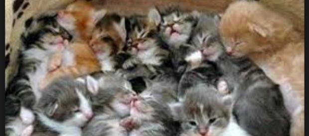 Una cucciolata di gatti. Foto Web Una cucciolata di gatti. Foto Web