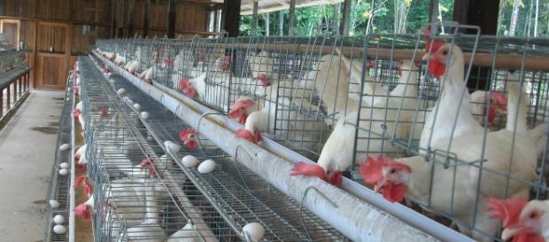 O McDonald's decidiu adotar o Bem-estar animal. O McDonald's decidiu adotar o Bem-estar animal.