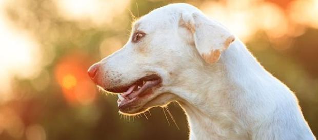 Perro salvado de debajo del hormigón Perro salvado de debajo del hormigón