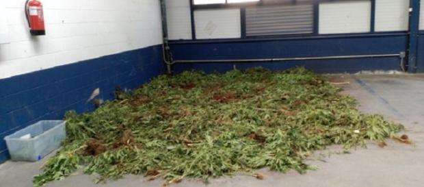 La marihuana esparcida por el párking. La marihuana esparcida por el párking.