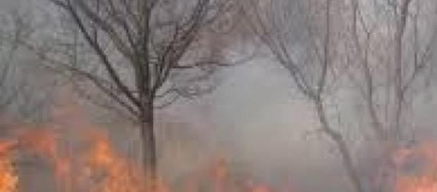 Pădure arsă, pomi ocoliți de foc! Pădure arsă, pomi ocoliți de foc!
