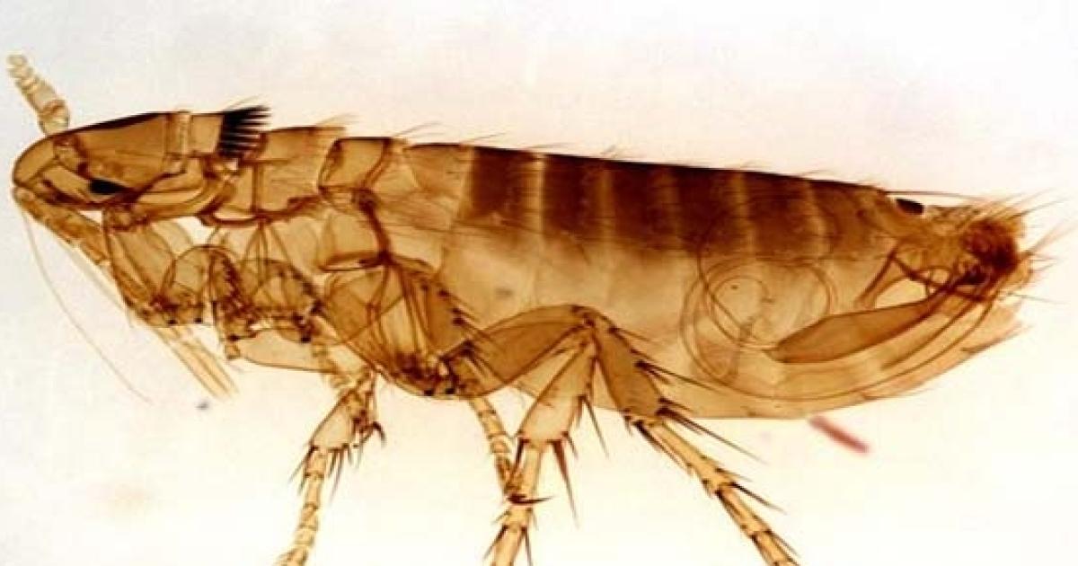 Deadly fossil flea may hold info on bubonic plague