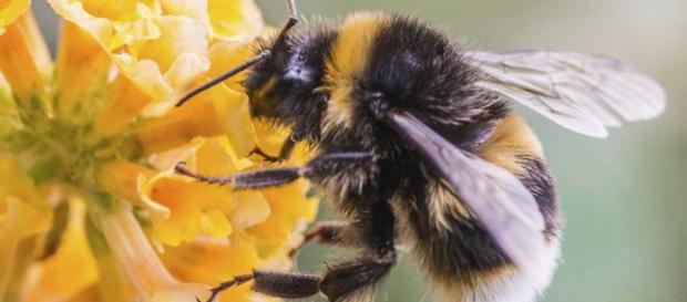 Lengua del Bombus balteatus (Cambio climático) Lengua del Bombus balteatus (Cambio climático)