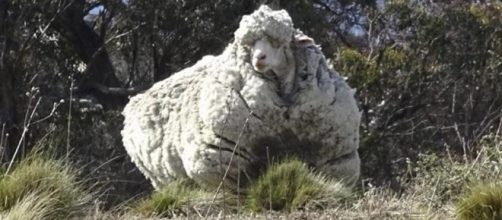 Chris, la oveja con más lana del mundo