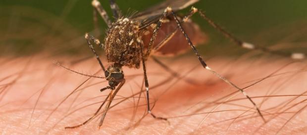 Eliminar los mosquitos de una vez por todas Eliminar los mosquitos de una vez por todas
