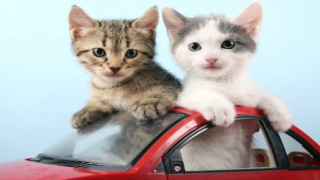 gatti non soffrono assenza padrone