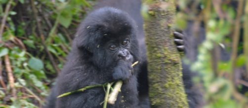 Mountain baby gorilla by Dave Proffer
