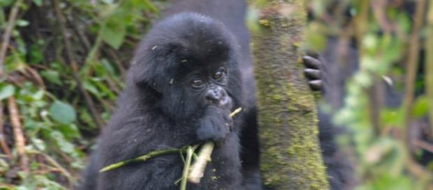 Mountain baby gorilla by Dave Proffer Mountain baby gorilla by Dave Proffer