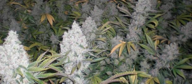 Piantine di marijuana, ancora vietate in Italia Piantine di marijuana, ancora vietate in Italia