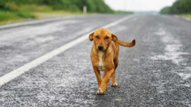 I condomini non ne tollerano i lamenti