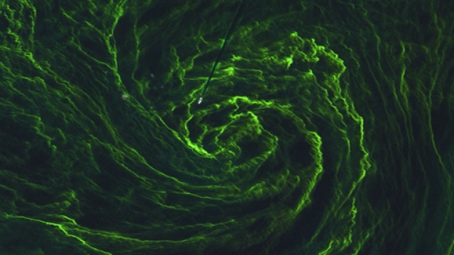 Tornado di alghe verdi Sentinel 2A