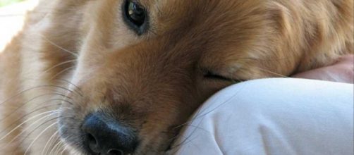 I cani fiutano i tumori: La scoperta