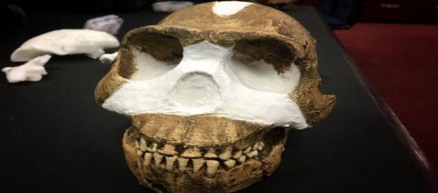 Cranio appartenente all'Homo naledi Cranio appartenente all'Homo naledi