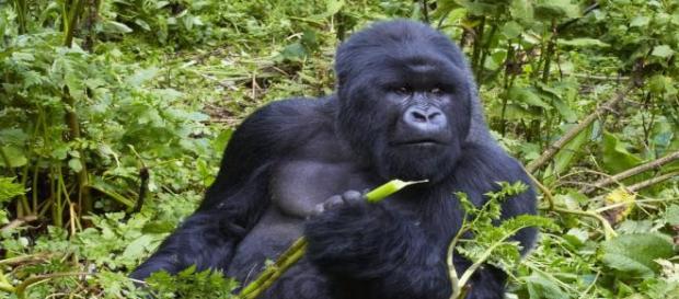 Early man may have resembled this gorilla. Early man may have resembled this gorilla.