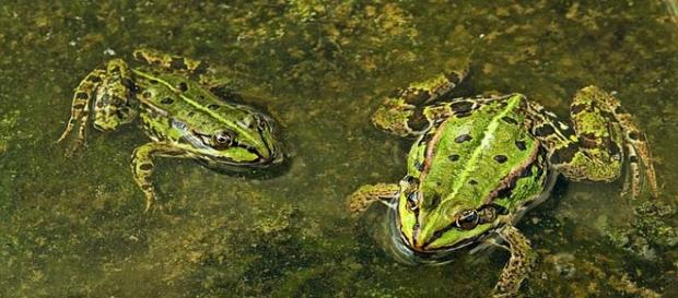 Female to male ratio of frogs uneven in suburbia. Female to male ratio of frogs uneven in suburbia.
