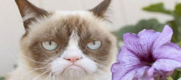 Grumpy Cat este cea mai morocănoasă pisică. Grumpy Cat este cea mai morocănoasă pisică.