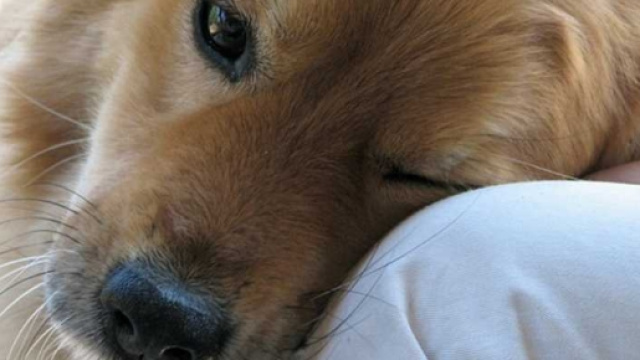 I cani fiutano i tumori: La scoperta