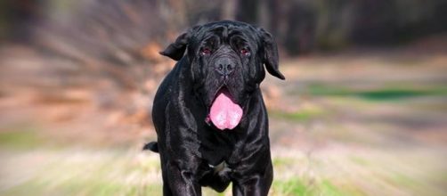 Un mastino napoletano lanciato a grande velocità