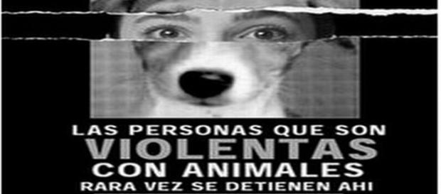 Personas violentas con animales no se detienen ahí Personas violentas con animales no se detienen ahí