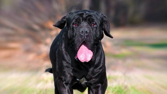 Un mastino napoletano lanciato a grande velocit&agrave;