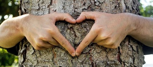 Mejora tu salud física y mental abrazando árboles