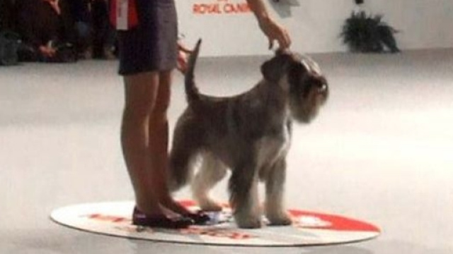 2016 International dog show Amor di Schnauzer YOYO