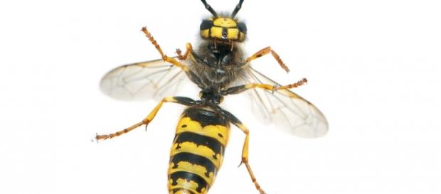 Fotografía del cuerpo de una avispa Fotografía del cuerpo de una avispa