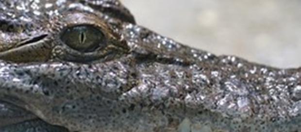 O crocodilo mágico que causa pânico em Tete O crocodilo mágico que causa pânico em Tete