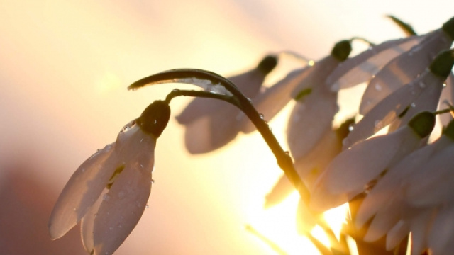Imbolc 2016: la luce cresce nel mondo