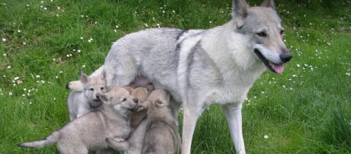 Il cane riconosce le emozioni dell'uomo.