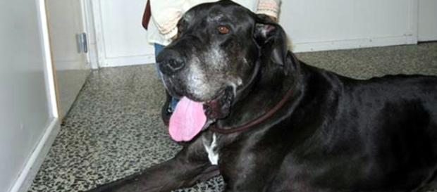 O cão atacante é da raça Grand Danois O cão atacante é da raça Grand Danois